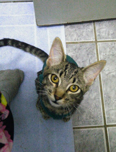 4 Pets Clínica Veterinária