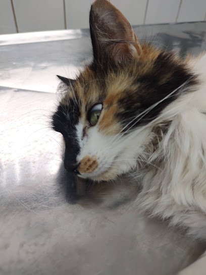 Clínica Veterinária Santa Terezinha